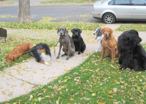 fall-hounds.jpg